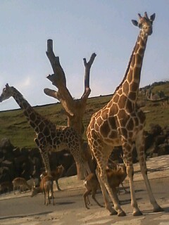 *大分プチ旅行2日目*