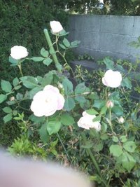 総会