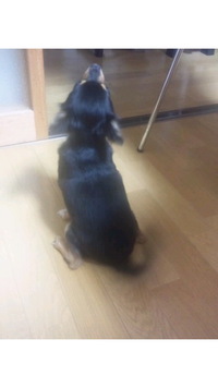 癒し
