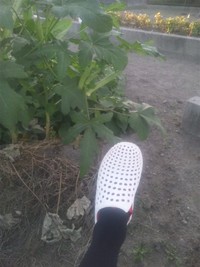お散歩～