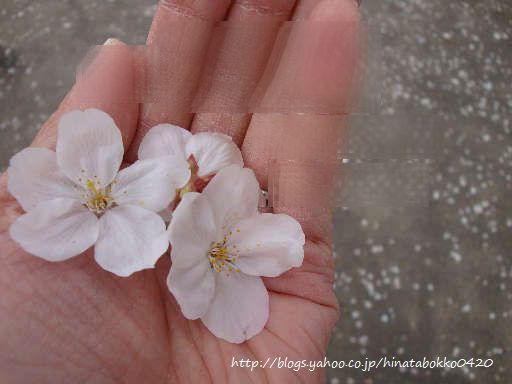 *お花見*