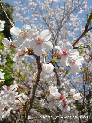 *お花見*