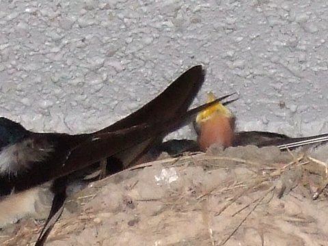 ツバメ