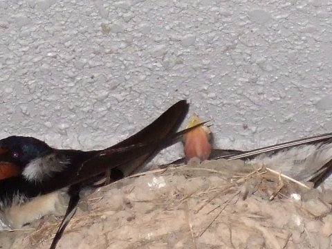 ツバメ
