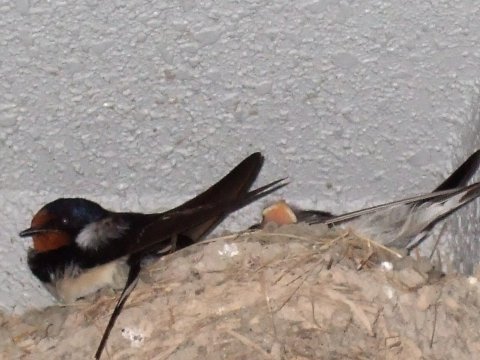 ツバメ