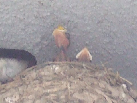 ツバメ