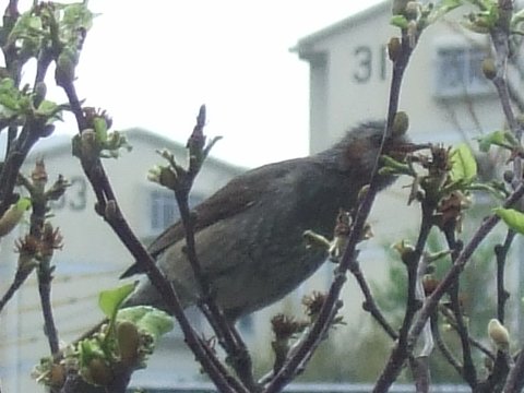 野鳥