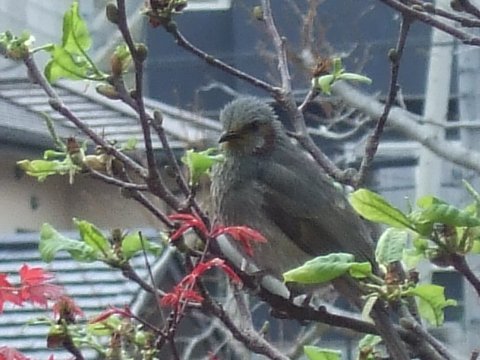 野鳥