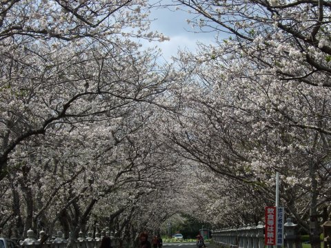 桜満開!