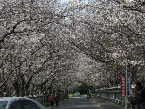 桜満開!