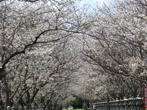 桜満開!