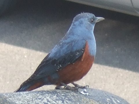野鳥？