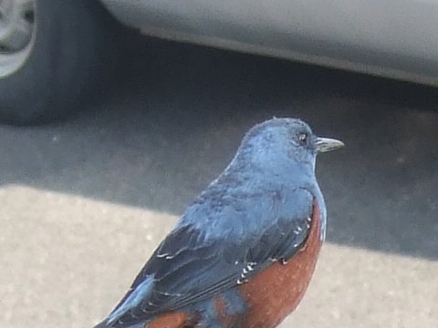 野鳥？