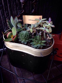 多肉の寄せ植えはこんなものにしました！