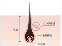 最強の育毛剤 2023/05/10 15:07:12