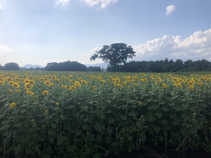 ひまわり ひまわり