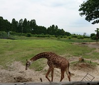 動物の色 2020/05/22 16:38:21