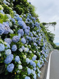 あじさい 2021/06/08 11:56:48