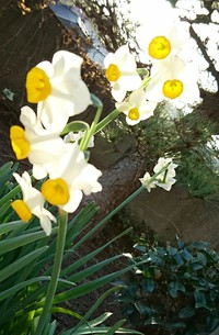 水仙の花 2020/01/21 17:21:03