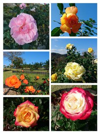 秋の薔薇 2020/11/24 14:23:56