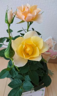 素敵な贈り物 2019/05/27 11:40:50