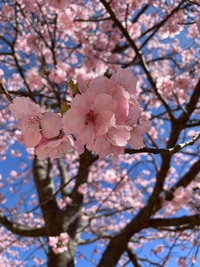 河津桜 2021/02/09 15:04:56