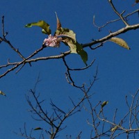 秋に咲く桜 2020/10/02 18:02:20