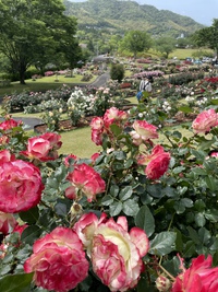 薔薇の色 2021/05/06 10:27:57
