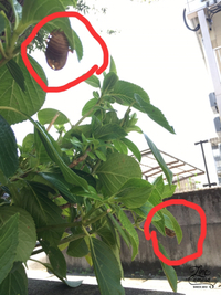 お暑うございます 2017/08/02 11:47:15
