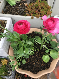 花の植え替え 2017/01/12 17:01:14