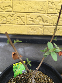 植物って凄い‼️ 2016/04/05 12:53:49