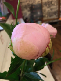 生花はいいね 2016/05/07 11:00:00
