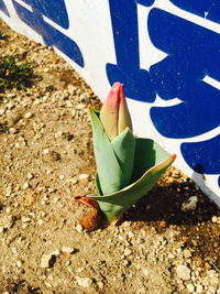 春がきたよ〜 2016/03/05 13:51:38