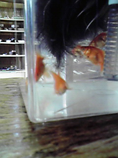 カウプレ ゲット!