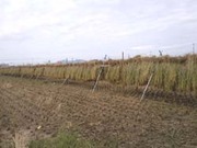 稲の掛け干し