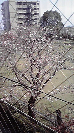 桜もいよいよ(^○^)