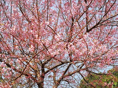 かりそめのヒマラヤ桜