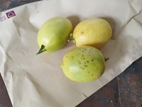野趣薫るレモン