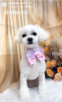 おねえちゃんになってるな