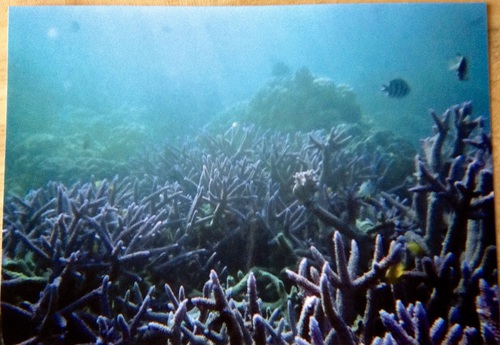 青い珊瑚礁