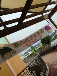 桑フェス1