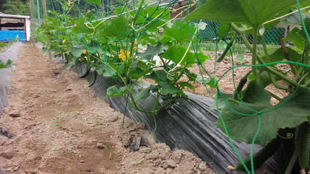 夏野菜の観察