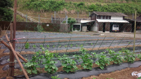 夏野菜の観察