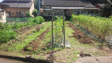 秋冬野菜の植え付け準備