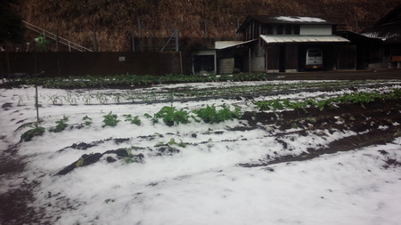 山里の残雪 山里の残雪