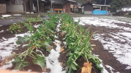 山里の残雪 山里の残雪