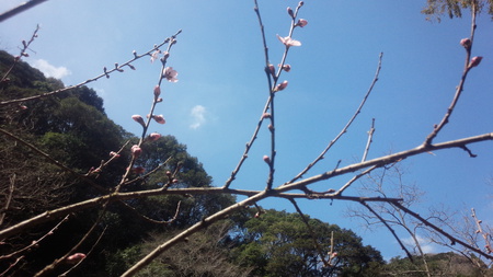 ジャガイモの種芋の植え付け ジャガイモの種芋の植え付け