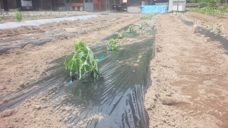 夏野菜の植付け