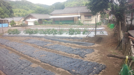 夏野菜の植付け