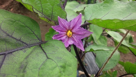 ナスの開花